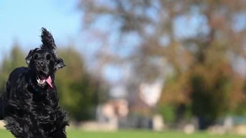 Lively Spaniel runs on vibrant grass, playing happily with owner under golden Stock Footage 299856796