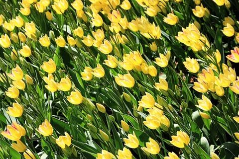 Lively spring pattern of soft yellow tulips Stock Photos