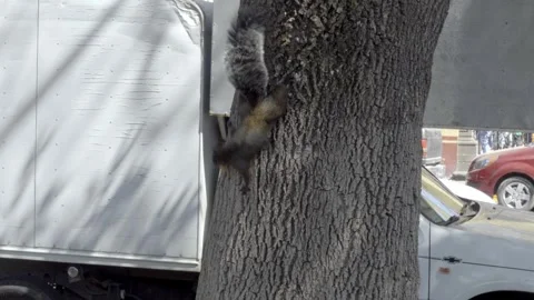 Lively Squirrel Climbing Tree in a Bustling Urban Park Setting Vídeos de archivo 332063913