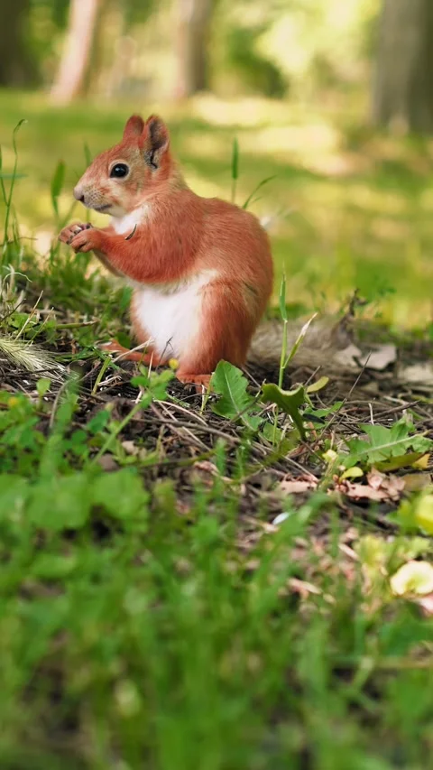 A lively squirrel explores the lush green grass, searching for food and Stockbeeldmateriaal 316310689