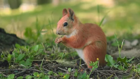 A lively squirrel is seen exploring the ground in a vibrant park, gathering food 動画素材 312271213
