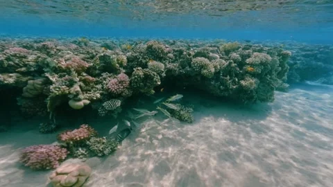 Lively underwater ecosystem showcasing vivid corals and tiny swimming fish in Video stock 337521585