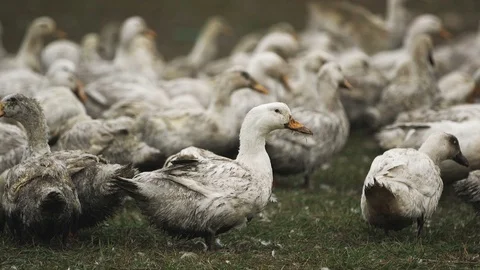 Lively white ducks getting together on a dirty farming lawn together Stock Footage 99288832