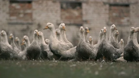 Lively white ducks going home together on a dark green lawn with fuzz Stock Footage 99289798