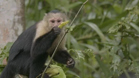 Lively white faced ravenous monkey excitedly devouring bananas in Stock Footage 266372502