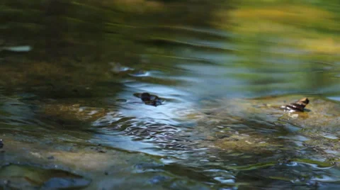 The lively world of the little stream Stock Footage 33921781