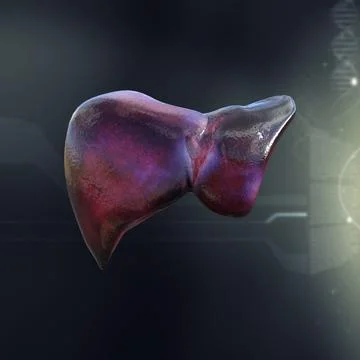 Liver Anatomy ~ 3D Model ~ Download #96461080 | Pond5