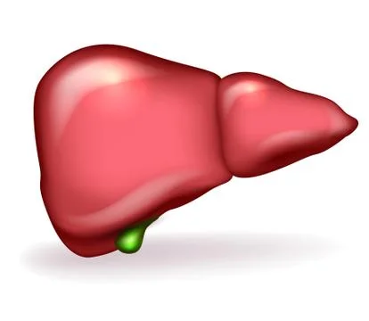 Liver anatomy Stock Illustration