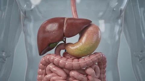 Liver and Stomach Medical Visualization. Stock-Footage 341801980