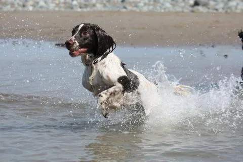 Liver and white working type english springer spaniel pet gundog leaping into Stock Photos