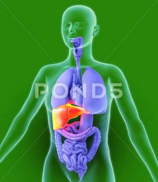 Liver, artwork Stock Illustration