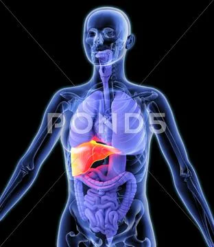 Liver, artwork Stock Illustration