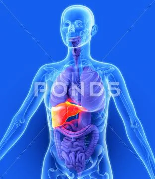 Liver, artwork Stock Illustration
