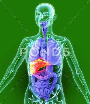 Liver, artwork Stock Illustration