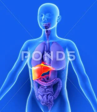 Liver, artwork Stock Illustration