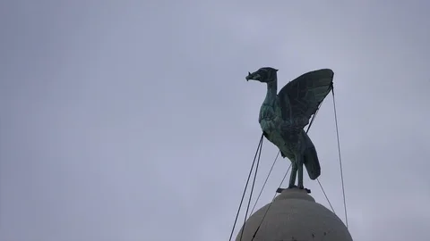 Liver Bird close up Stock Footage 115054292