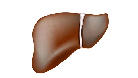 Liver disease. How the liver changes during the disease Vidéo 259697760