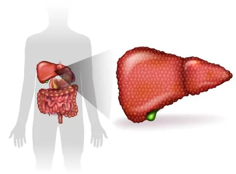 Liver disease Stock Illustration