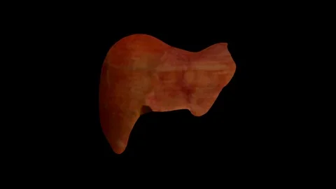 Liver Disease Progression Stock Footage 113244269