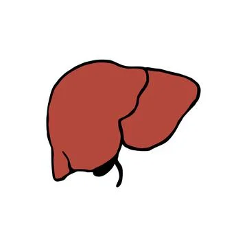 Liver doodle vector illustration. Human internal organ cartoon icon isolated  Stock Illustration