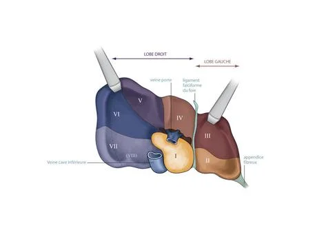  Liver drawing Liver segmentation (lower view). The liver is made up of se... Stock Photos