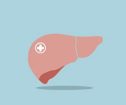 Liver flat design vector illustration Stock Illustration