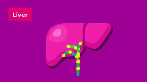 Liver Flow Stock Footage 335639712