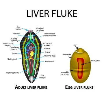 Liver fluke structure. Hepatic fluke. Egg trematodes structure. Set 스톡 일러스트
