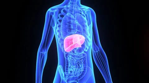 Liver Stock Footage 44794497