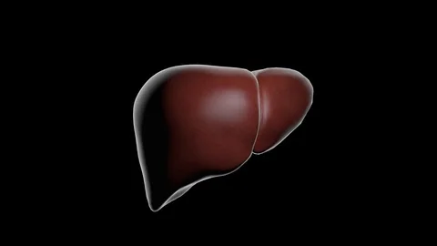 Liver 스톡 동영상 113217637