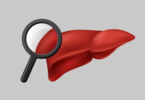 Liver function analysis clipart. Magnifier enhances human red liver tissue 스톡 일러스트