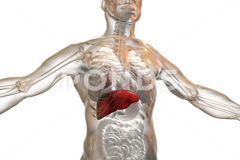 Liver highlighted inside human body Stock Illustration