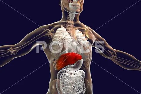 Liver highlighted inside human body Stock Illustration