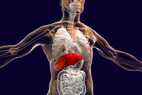 Liver highlighted inside human body Stock Illustration