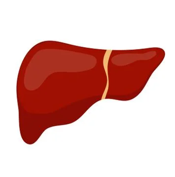 Liver icon, flat style. Internal organs of the human design element, logo Stock Illustration