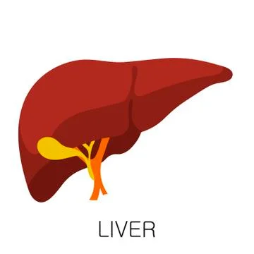 Liver icon in flat style isolated on white background. Human anatomy medical Stock Illustration
