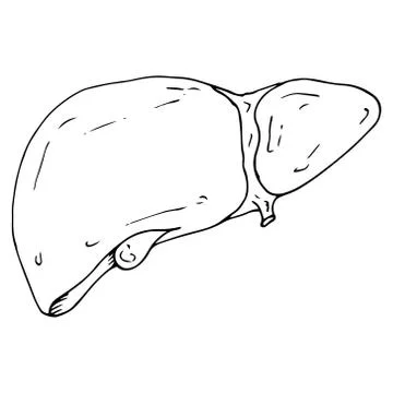 Liver icon. Vector illustration of a human liver. Hand drawn human liver and  Illustrazione stock