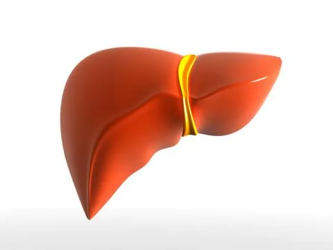 Liver Stock Illustration