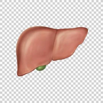 Liver Stock Illustration