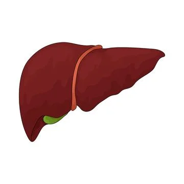 Liver illustration Stock Illustration