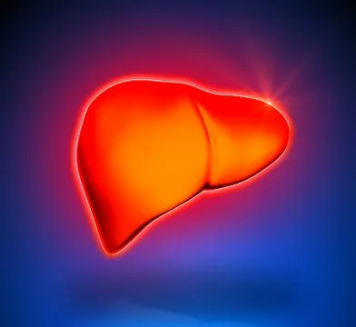 Liver - Internal organs - blue background 스톡 일러스트