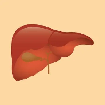 Liver isolated object orange background vector Stock Illustration
