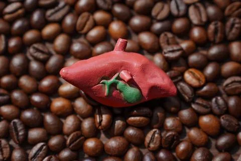 Liver Model with Gallbladder on Dark Roasted Coffee Beans Background 스톡 사진