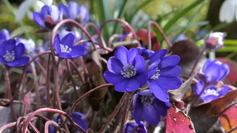 Liver-moss violet forest flower Stock-Footage 87249043