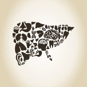 Liver Stock Photos