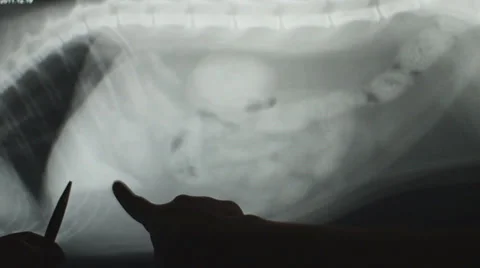 Liver Radiograph Cat Stock Footage 33579060