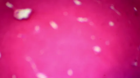 Liver slice under a microscope (Liver Sec.), Full HD Stock Footage 47111598