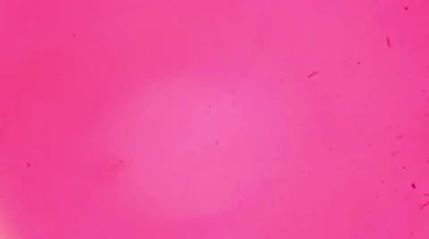 Liver slice under a microscope (Liver Sec.), Full HD Stock Footage 47111798