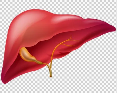 Liver transparent Stock Illustration