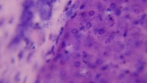 Liver. Under the microscope. 100x magnification. Vitamin metabolism and neutral Stock Footage 265181632